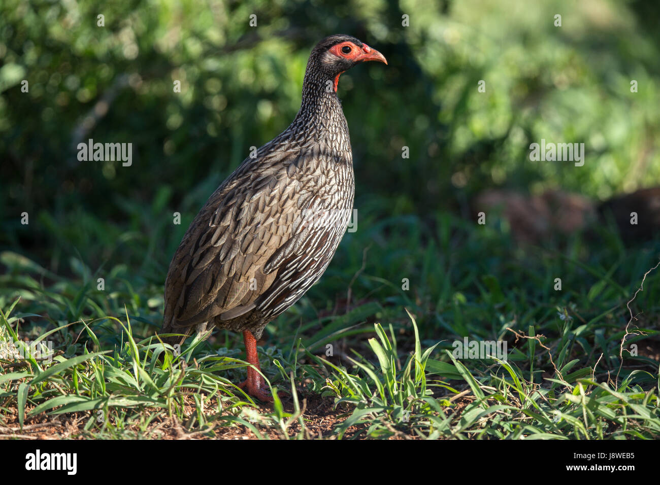 Red-necked spurfowl (Francolinus afer), Addo National Park, Eastern Cape, South Africa Stock Photo