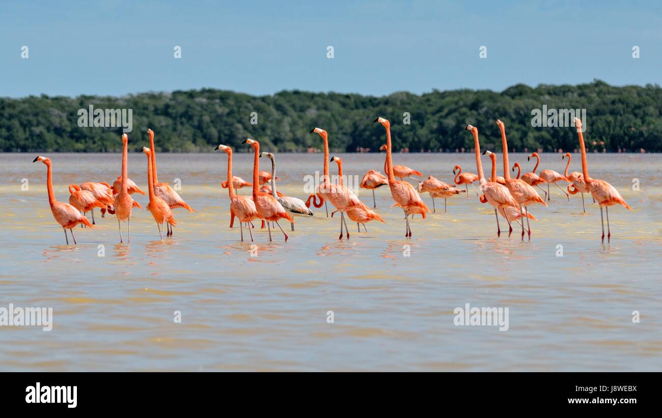 American flamingos (Phoenicopterus ruber), colony standing in water, near Celestun, Yucatan, Mexico Stock Photo