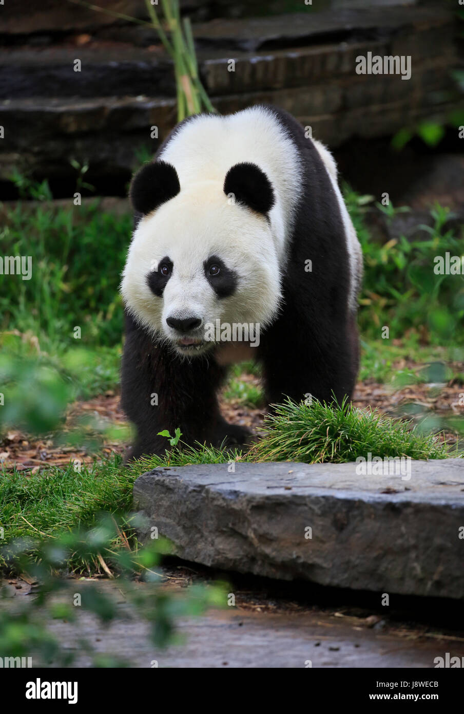 Panda (Ailuropoda melanoleuca), adult, captive, Australia Stock Photo