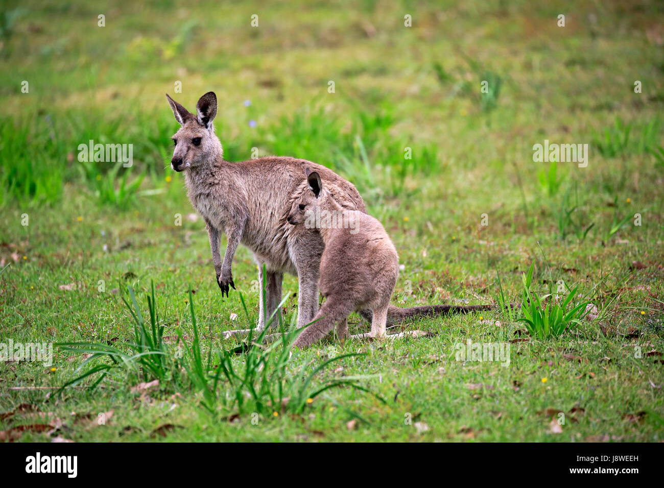 Eastern gray Giant kangaroo (Macropus giganteus), adult female with young animal in meadow, Merry Beach Stock Photo