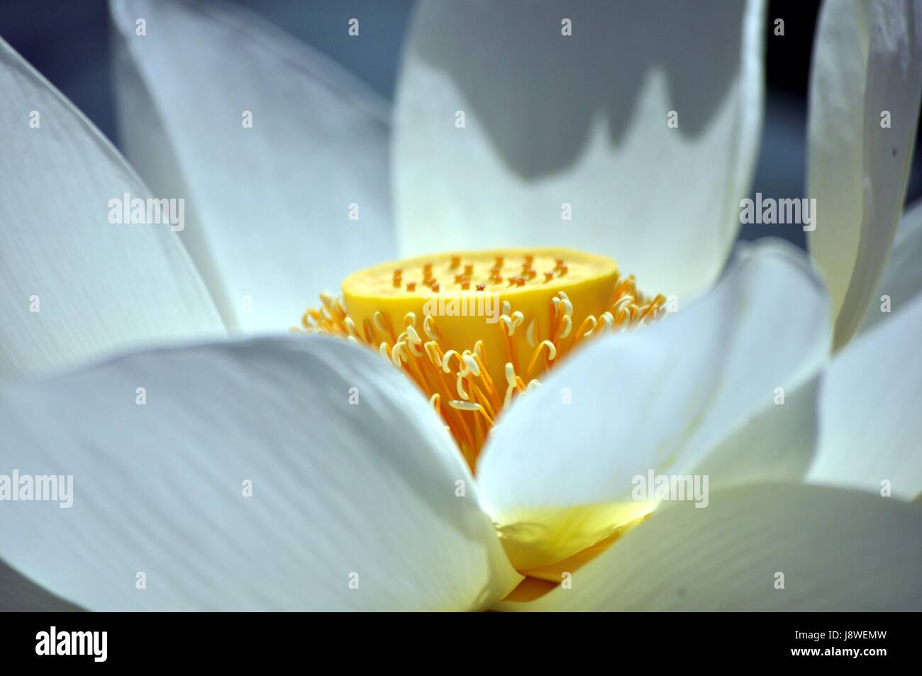 lotus Stock Photo