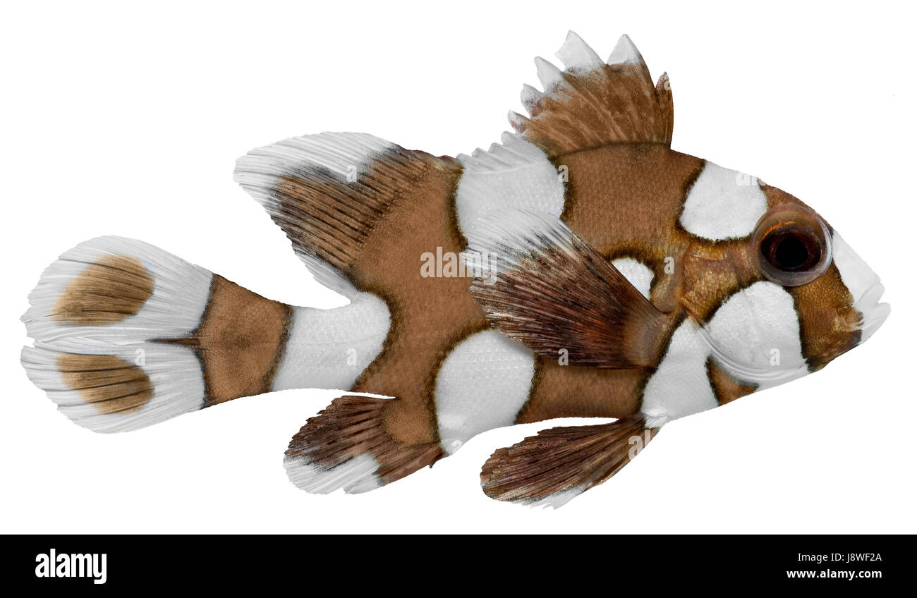 fish, harlequin, dark, white, pet, brown, brownish, brunette, fish, clown, Stock Photo