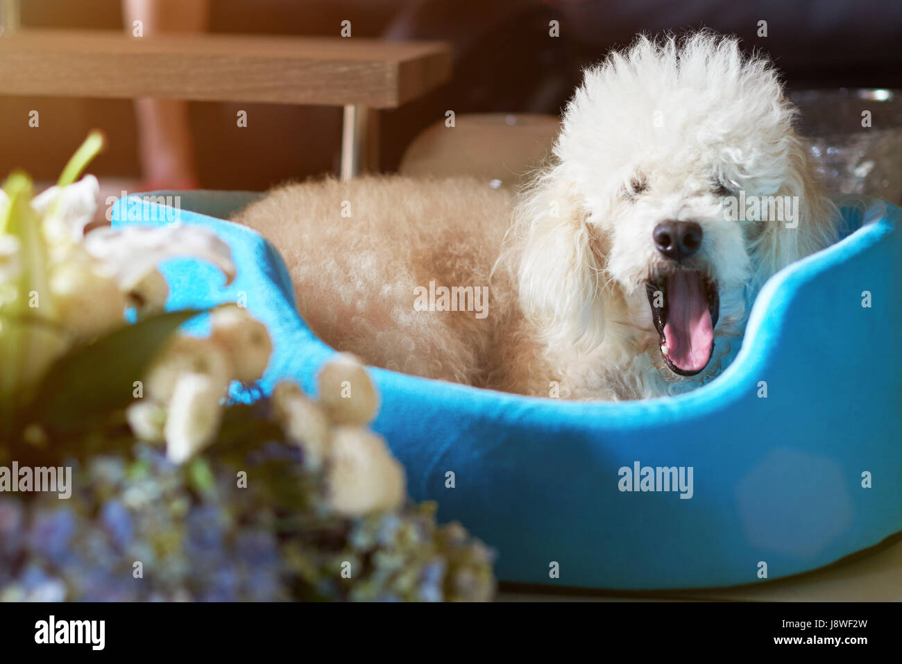 Cute yawning white poodle dog lay in living room bed Stock Photo