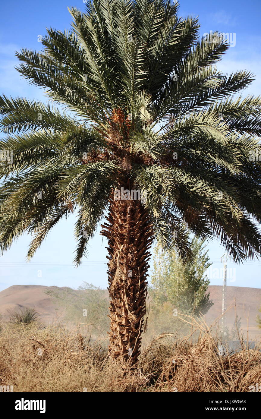 africa, palms, palm tree, algeria, date palm, date, palmtrees, garden