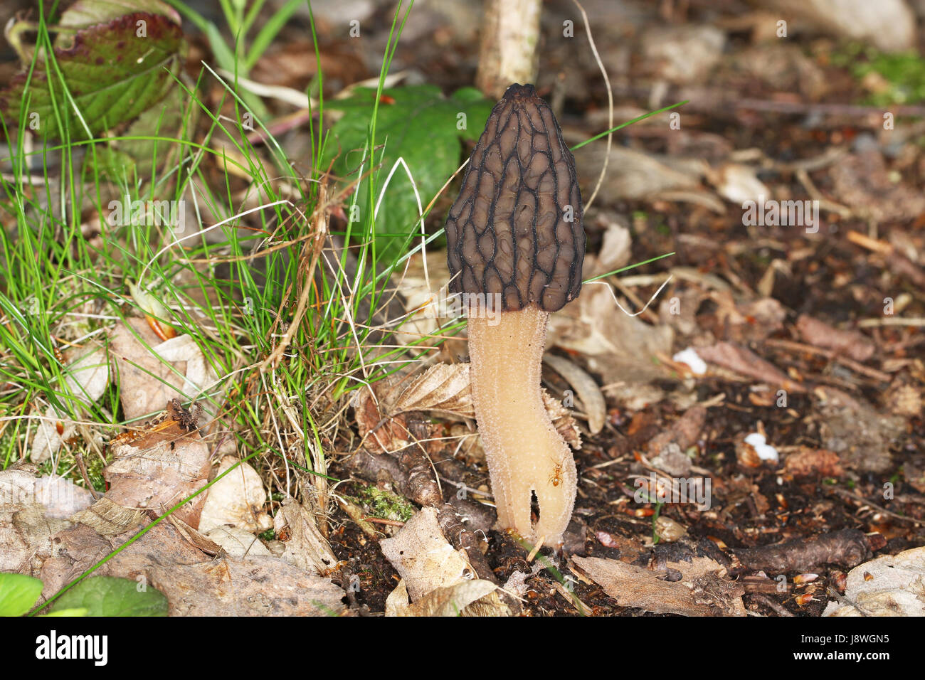 Delicious edible mushroom morel (Morchella) in nature Stock Photo