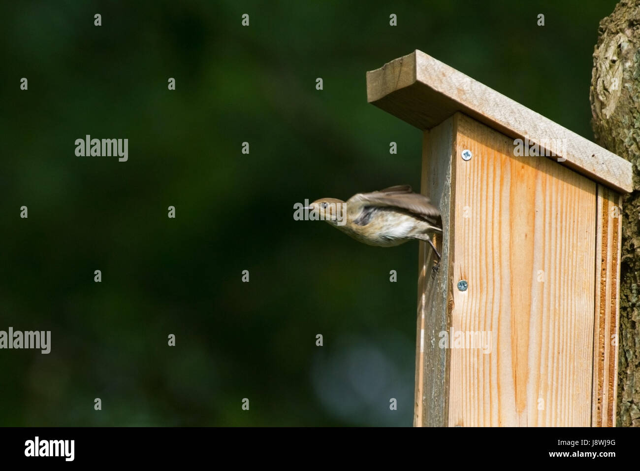 Female European pied flycatcher leaving birdhouse Stock Photo