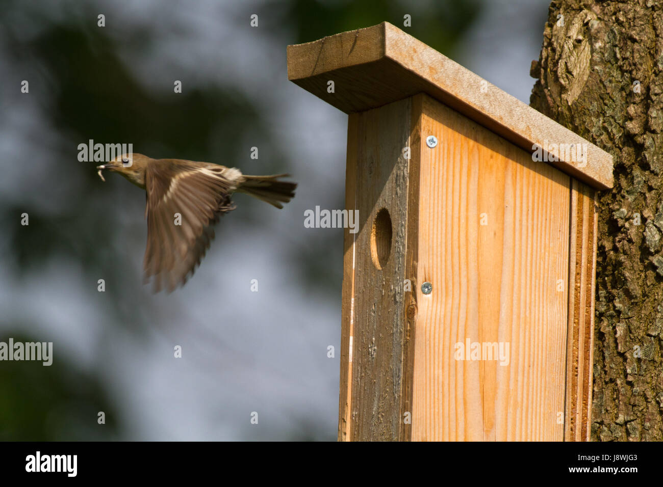 Female European pied flycatcher leaving birdhouse Stock Photo