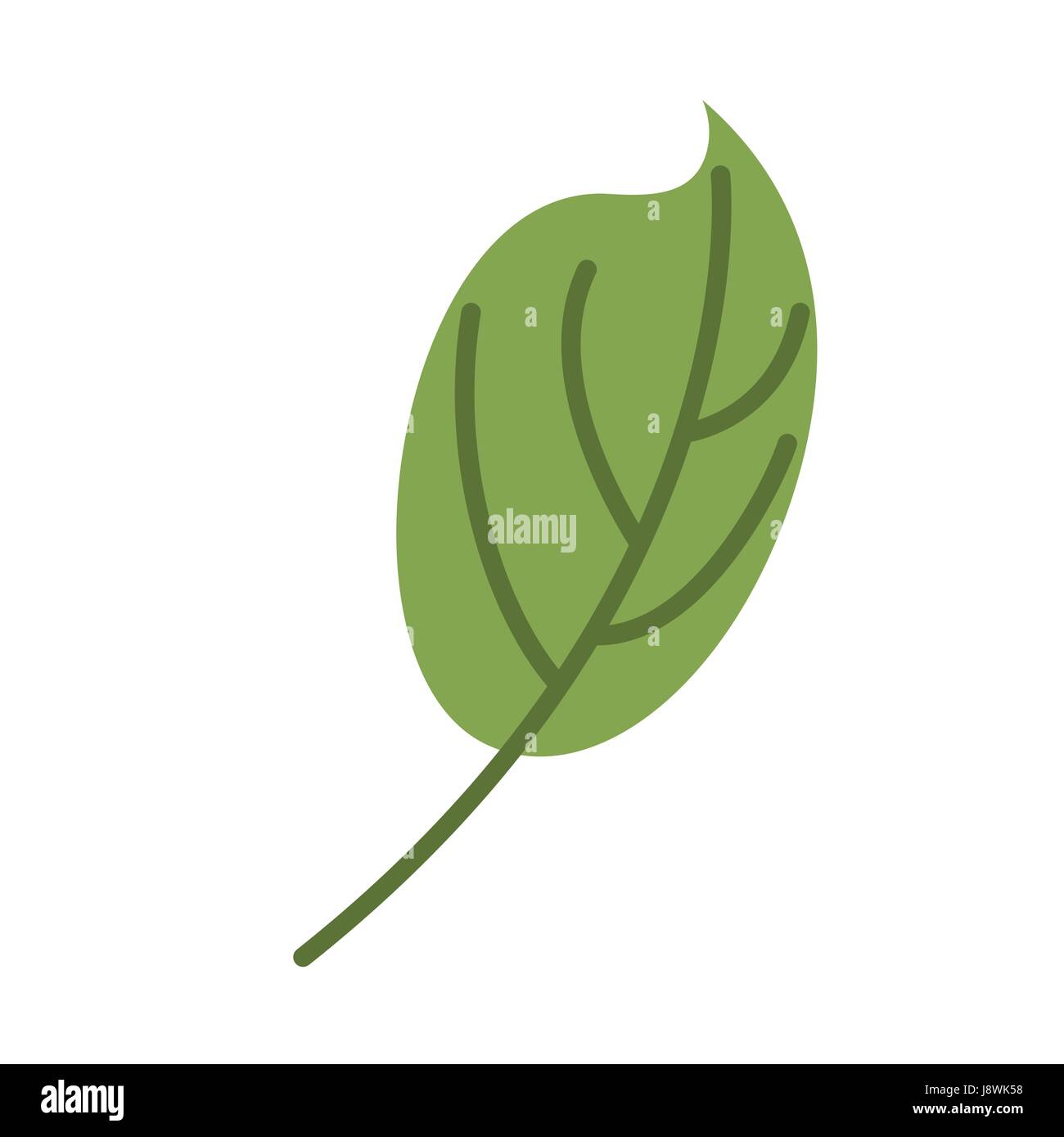 Green leaf isolated. Leaves on white background Stock Vector Image ...