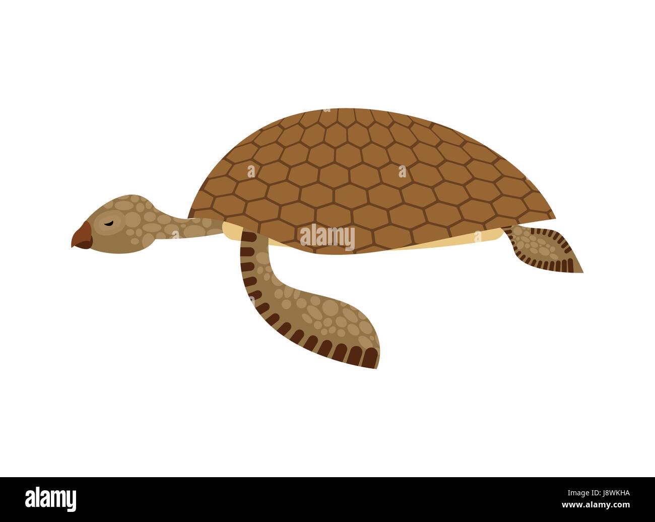 Sea turtle isolated. Water reptile on white background Stock Vector ...