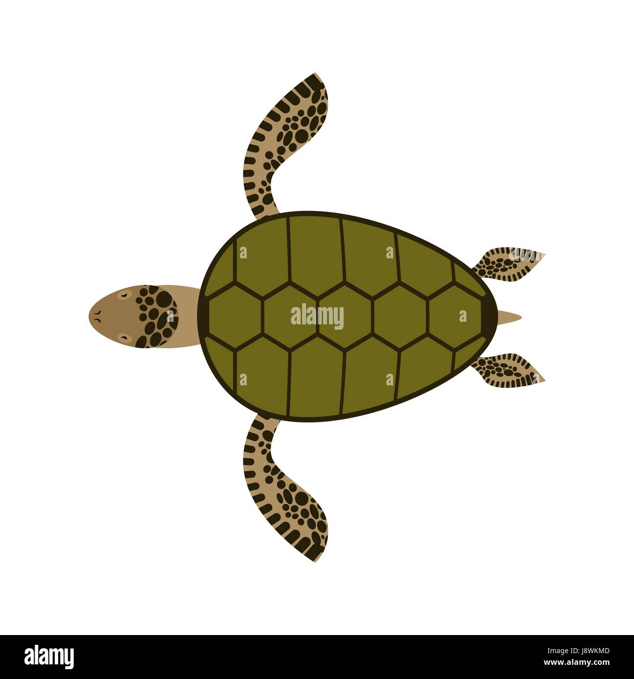 Sea turtle isolated. Water reptile on white background Stock Vector ...