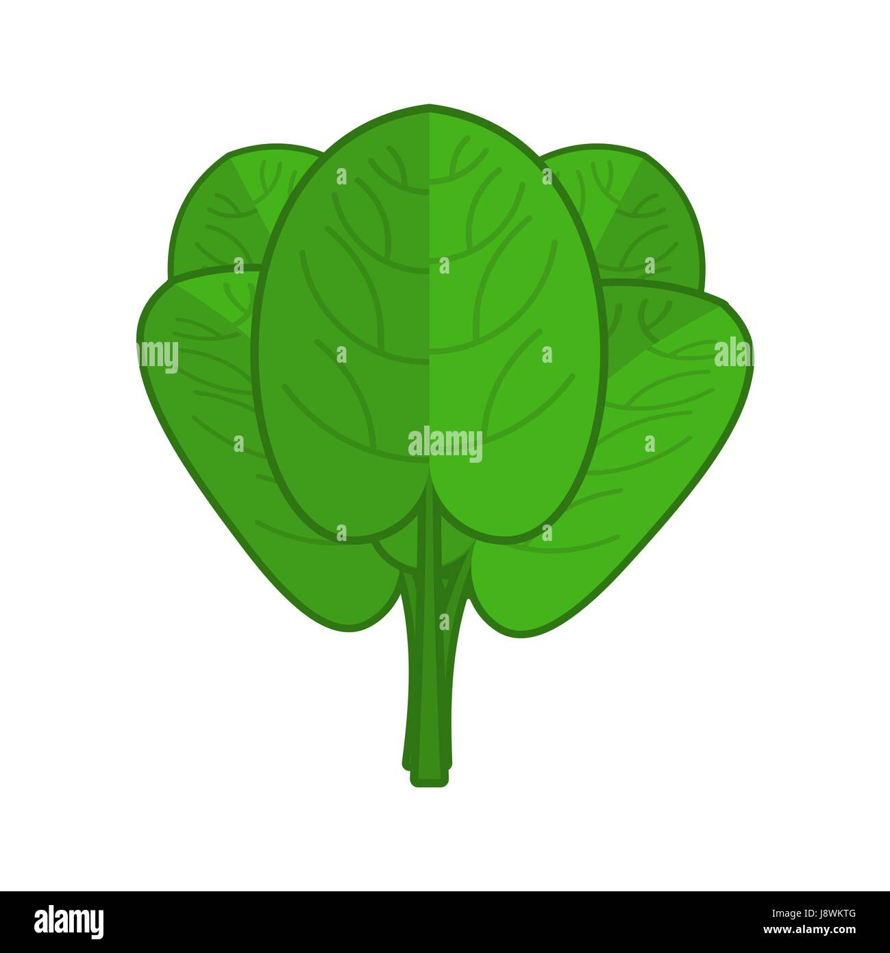 Spinach isolated. Green leaves on white background Stock Vector Image ...