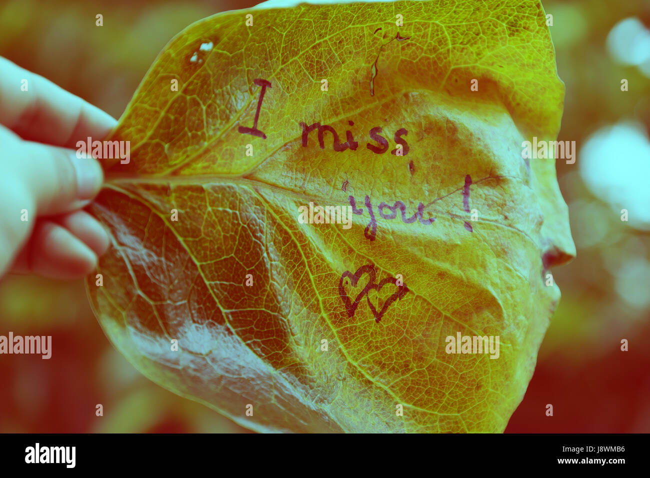 Woman hand hold old leaf with the word is i miss you, miss u ...
