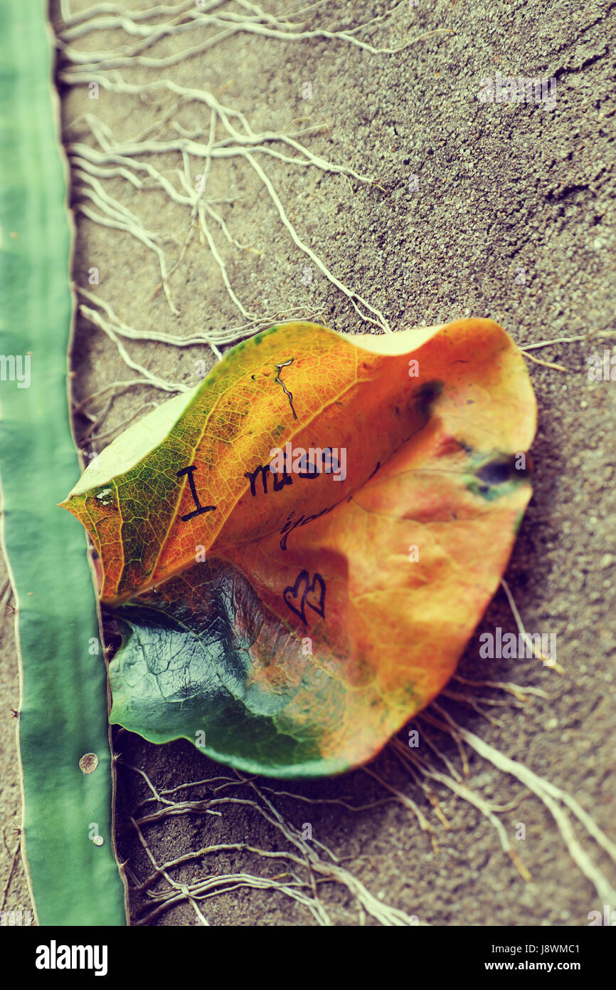 the word i miss you on old leaf, miss u message for far away lover ...
