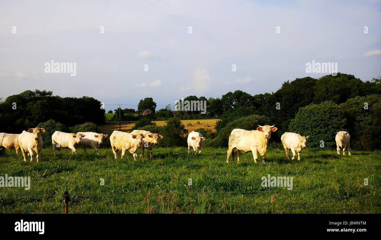Herd of curious cows in lush green field Stock Photo