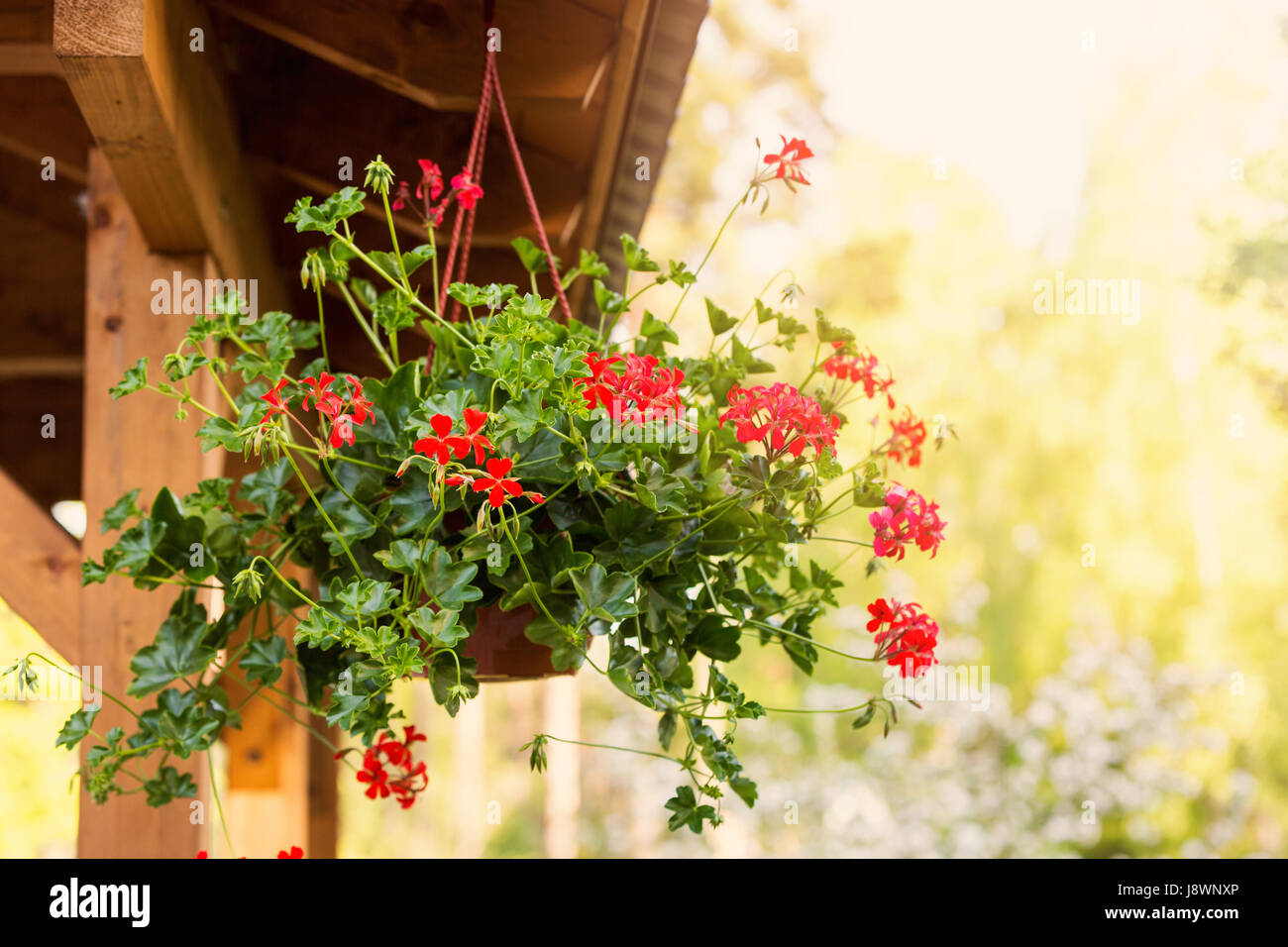 red pelargonium hanging in bower Stock Photo
