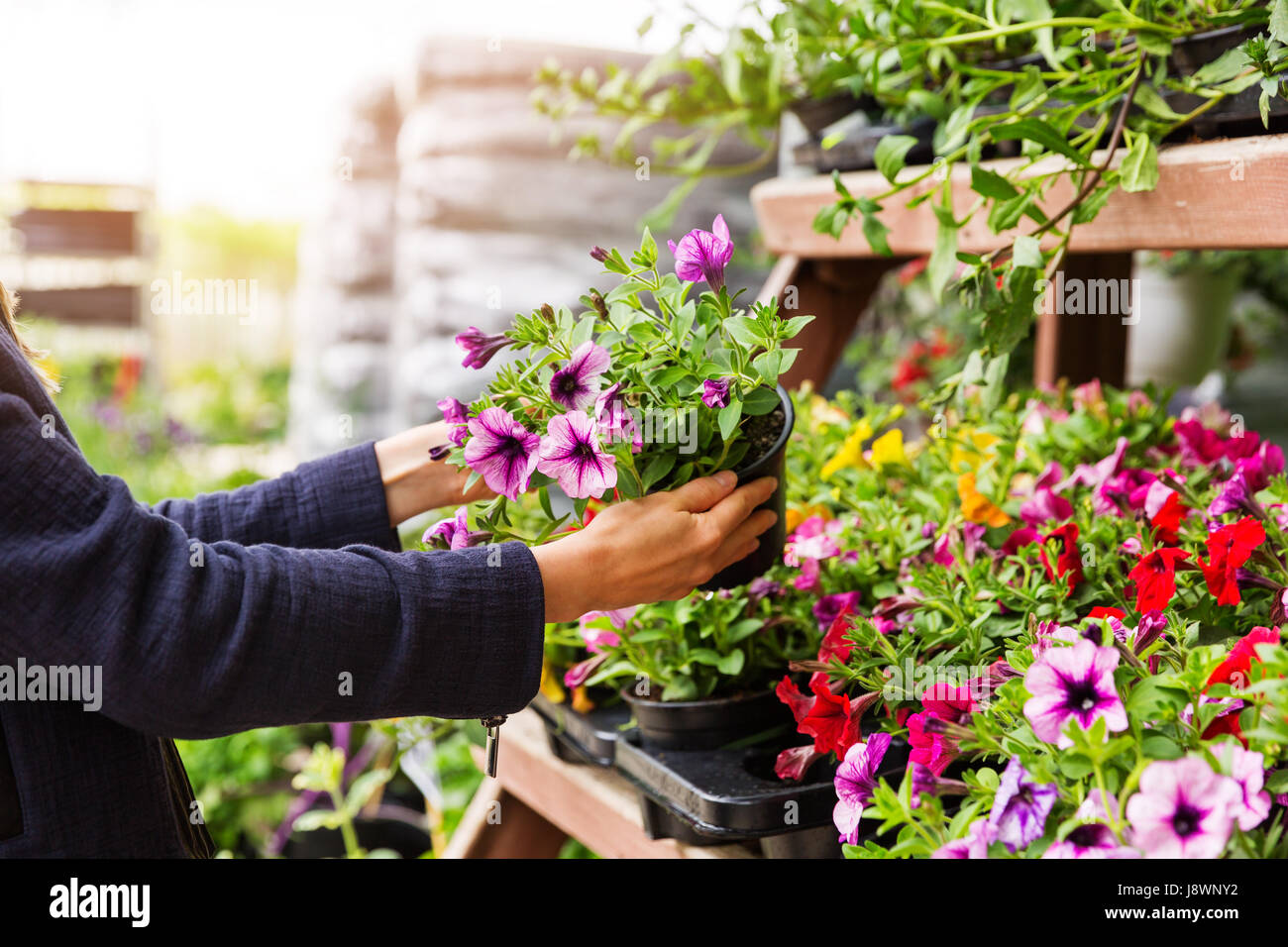 woman chooses petunia flowers at garden plant nursery store Stock Photo