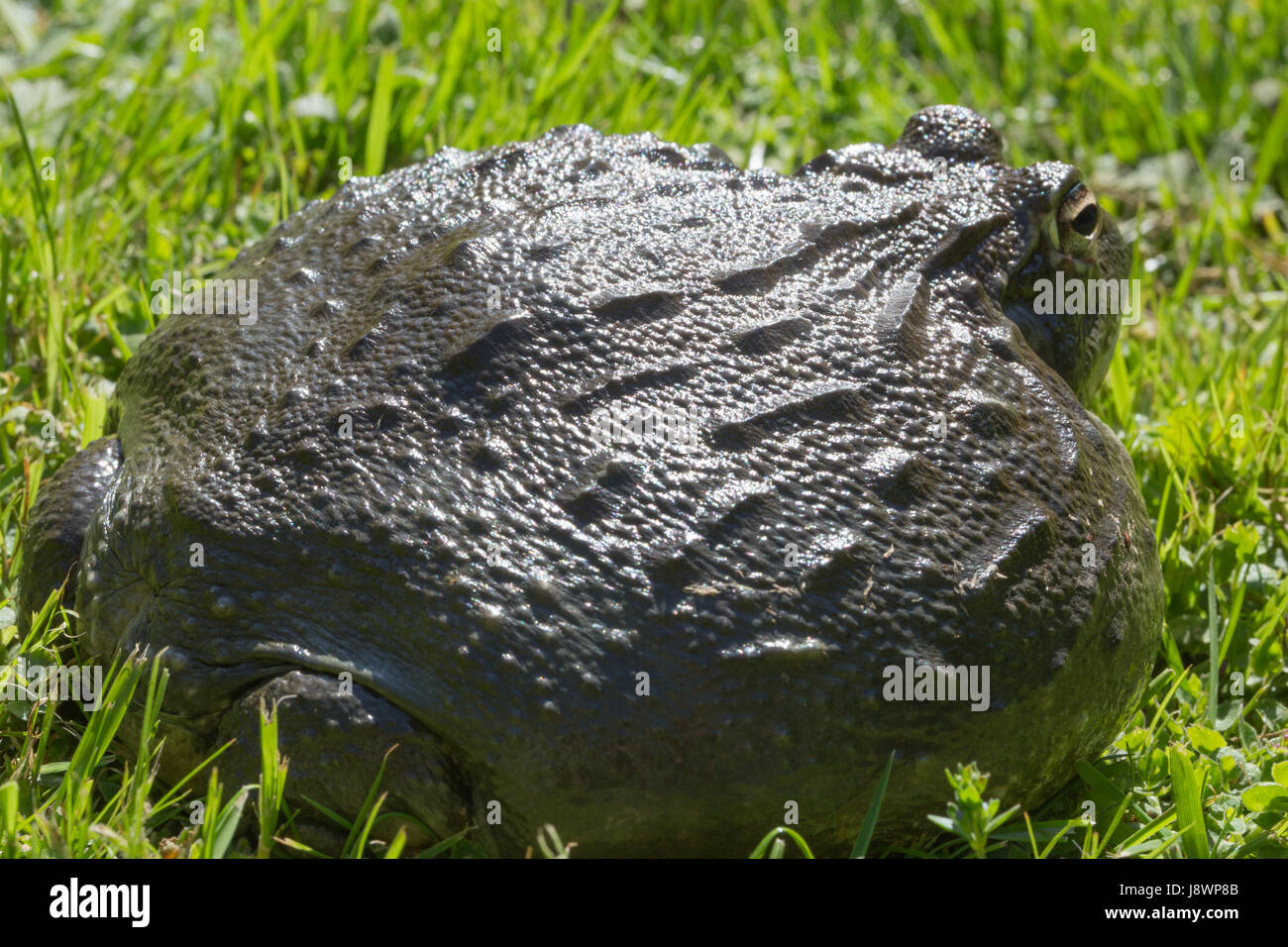 African Bullfrog  Pyxicephalus adspersus. Distribution in central and southern Africa, found temporary water bodies after rains in savanna grasslands Stock Photo