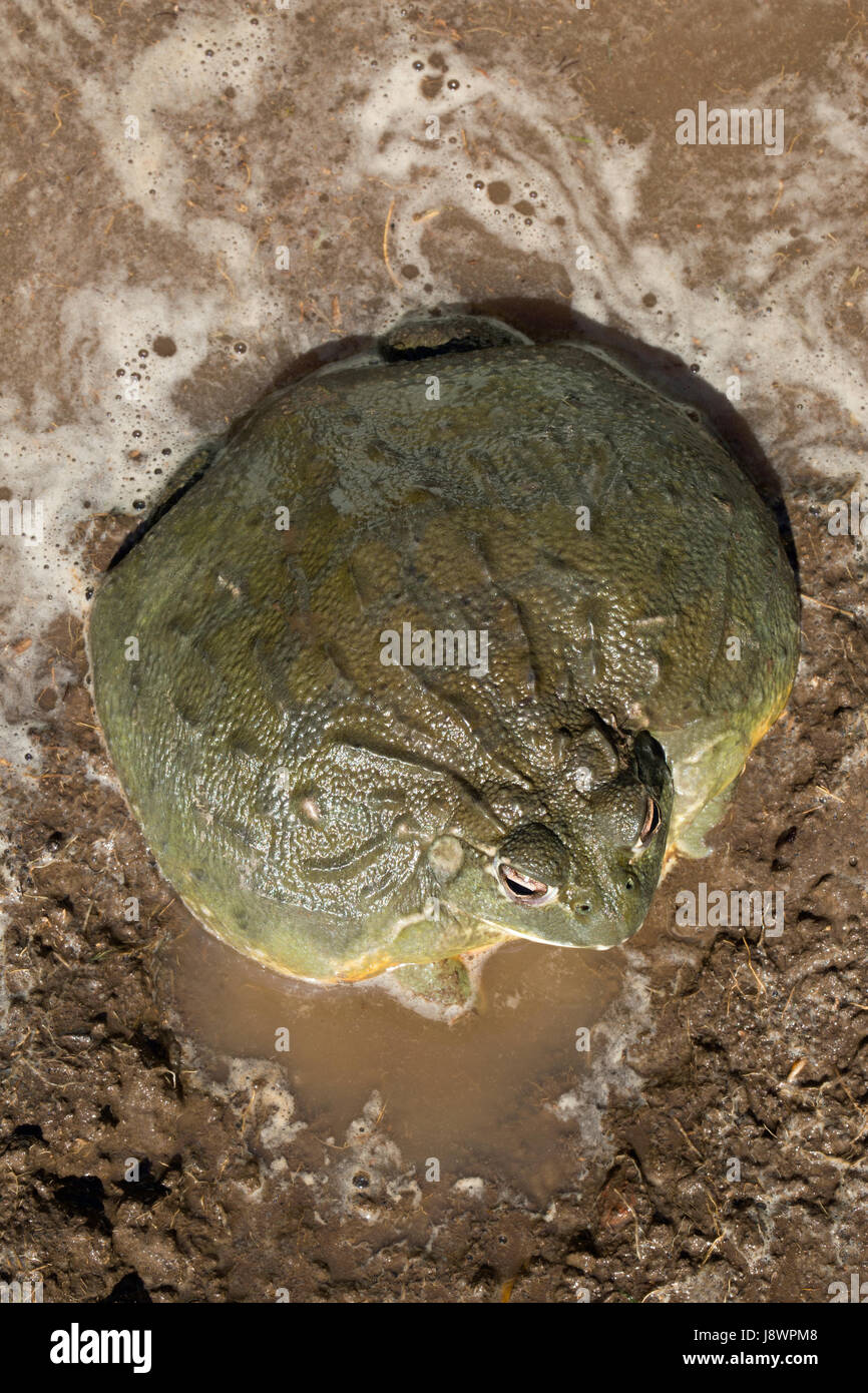 African Puddle Frog High Resolution Stock Photography and Images - Alamy