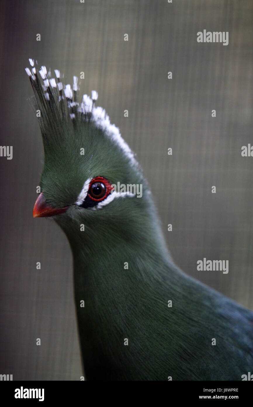 livingston's turaco Stock Photo