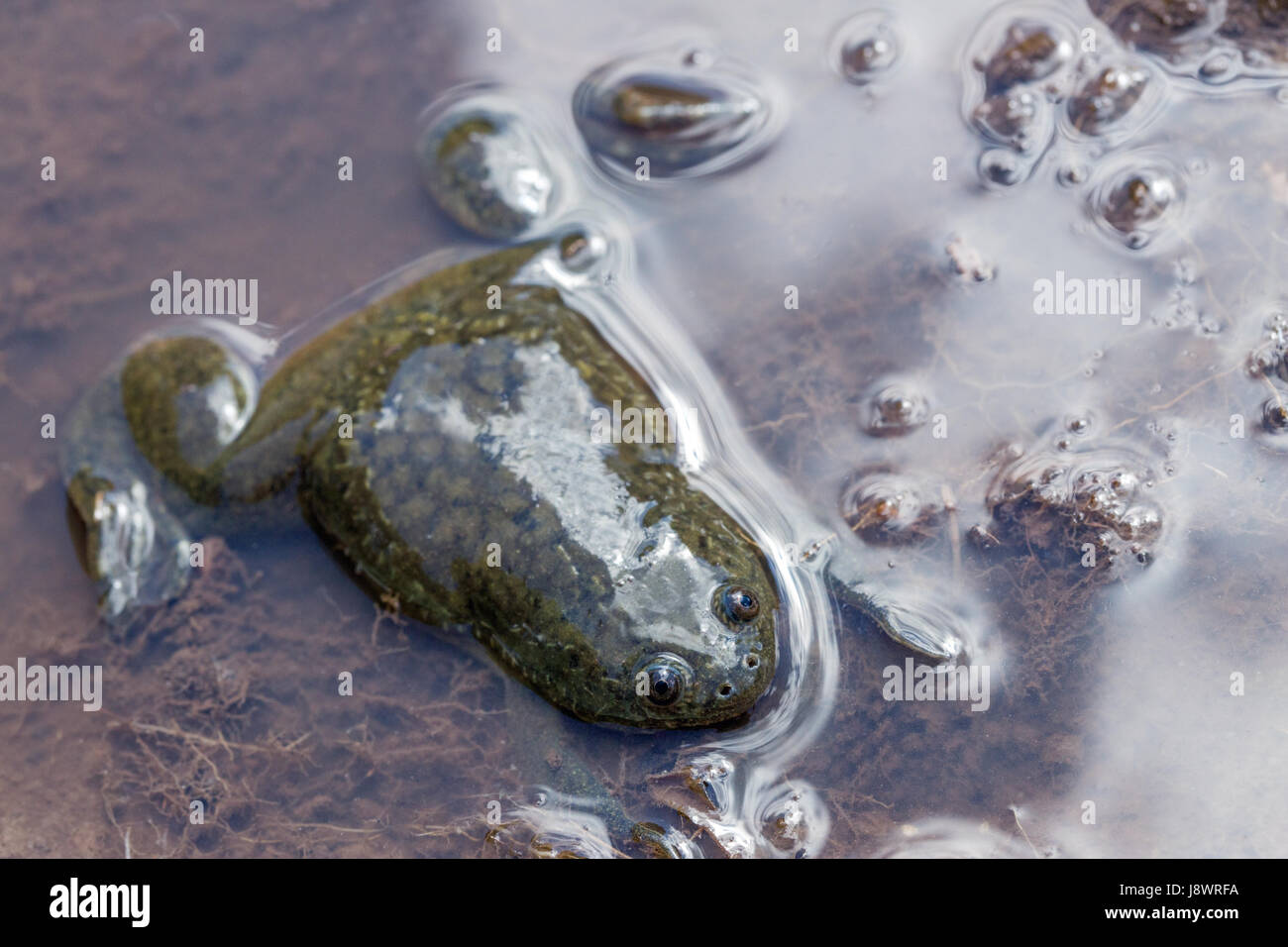 African Clawed Frog Xenopus laevis. Dorsal view. Under water. Aquatic. Stock Photo