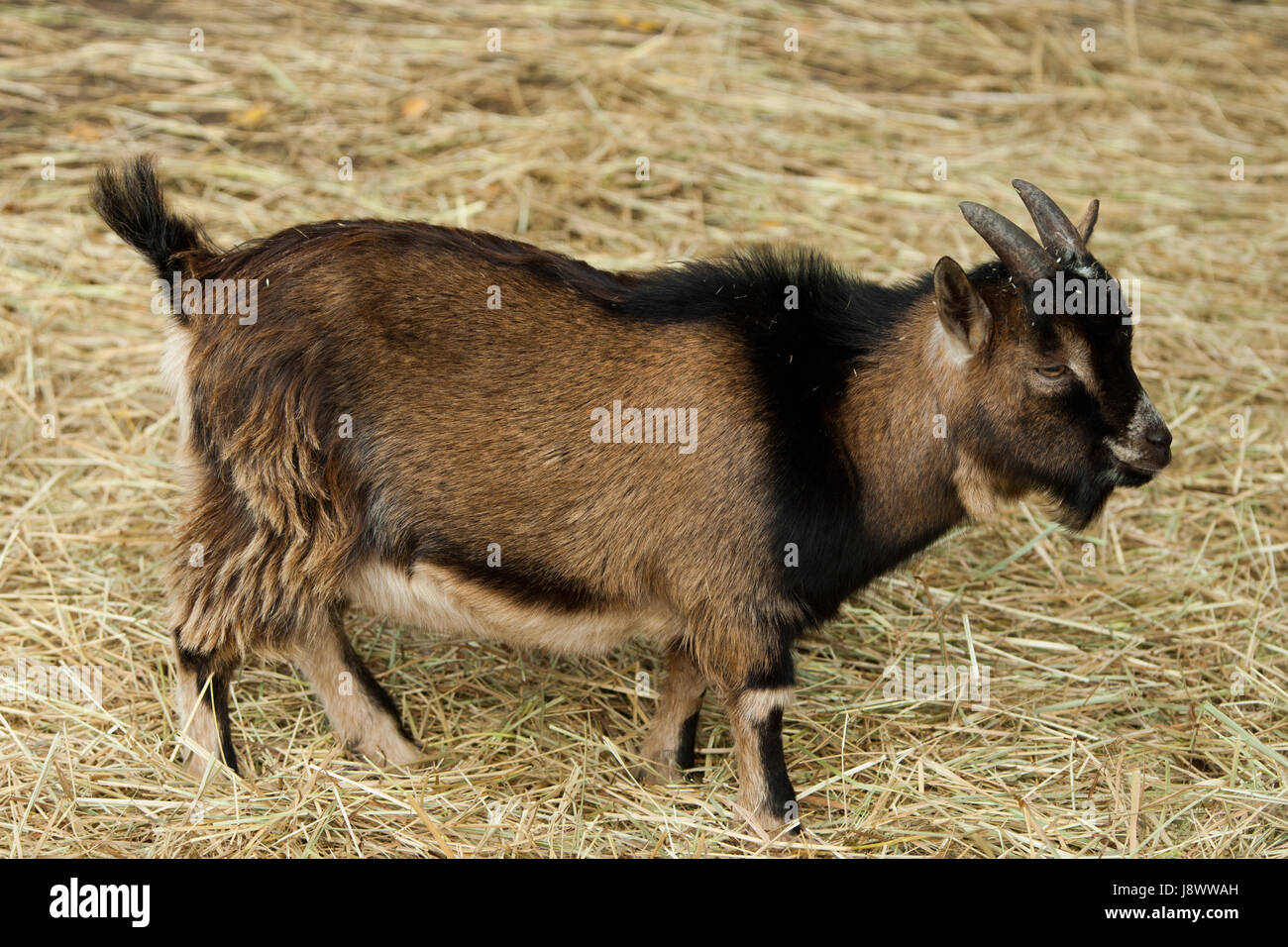 goat, ruminant, goat, goats, farm animal, hoofed animals, hoofed animal Stock Photo Alamy