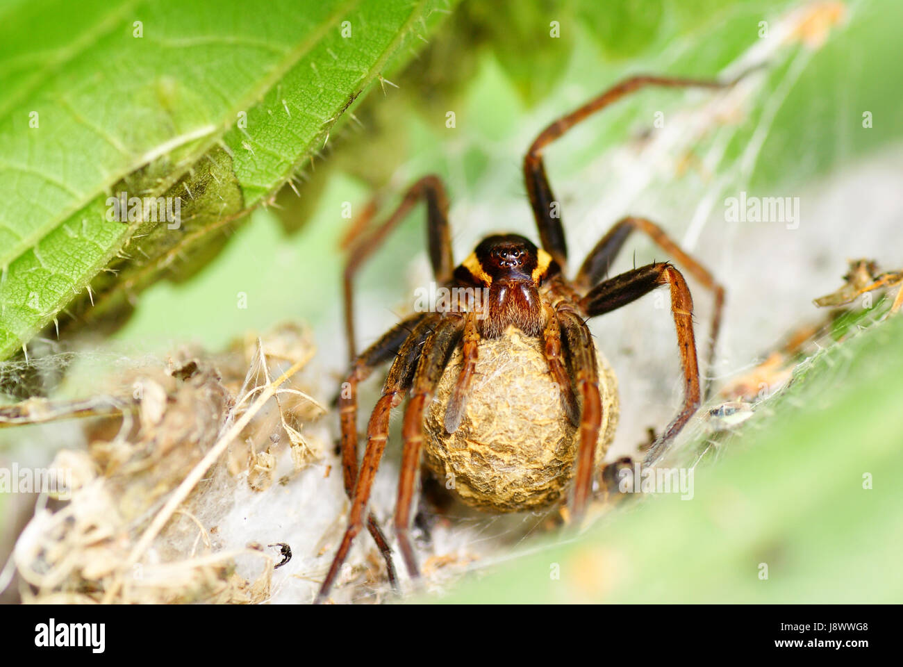 leaf, animal, insect, spider, reproduction, replication, lawn, green, nature, Stock Photo