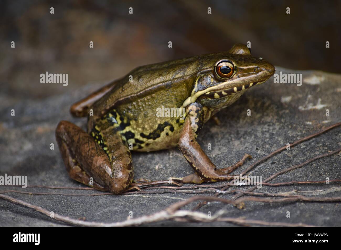A frog rests in the shade. Stock Photo