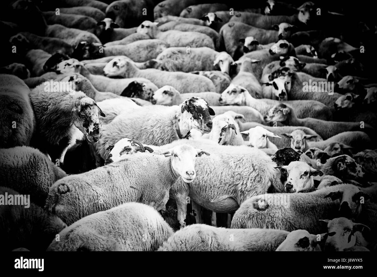 Sheep animal mammals field grass Black and White Stock Photos & Images