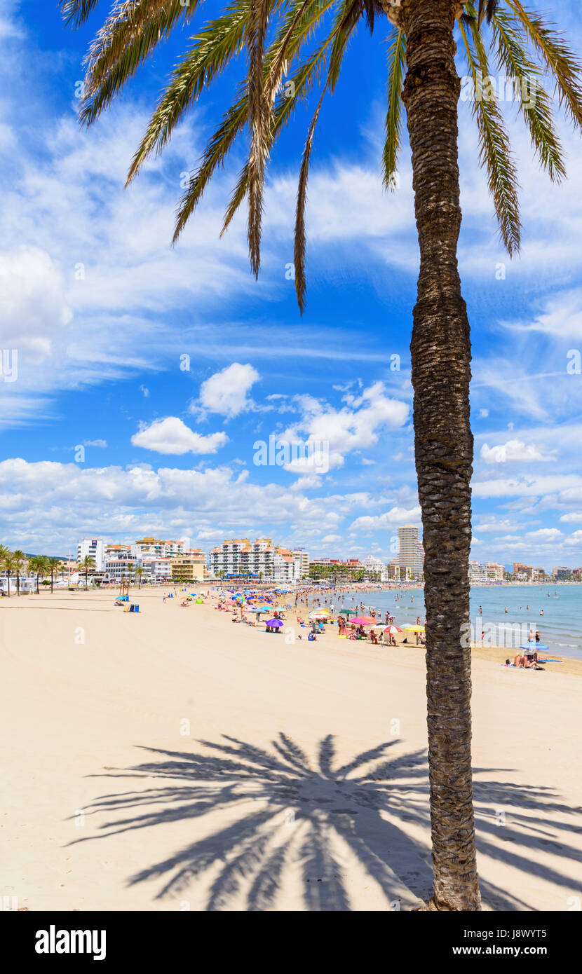 Palm tree and shadow on the beach, Playa Norte, Peniscola, Spain Stock Photo