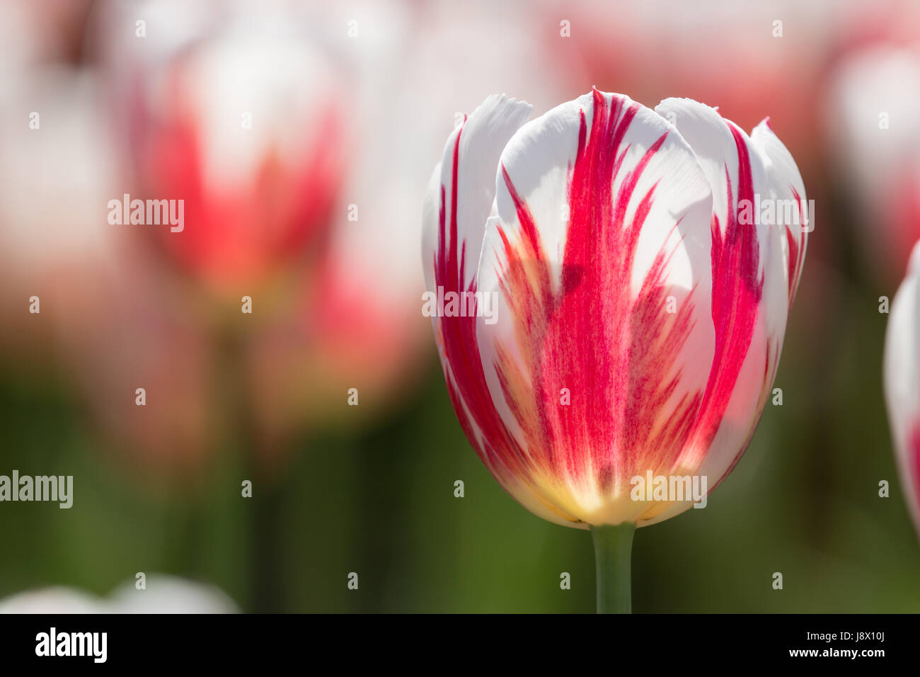 Canada 150 Tulips Stock Photo