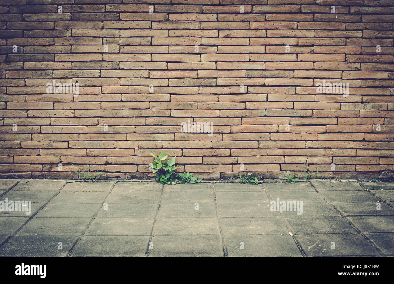 Old brick wall texture with floor, green natural Stock Photo - Alamy