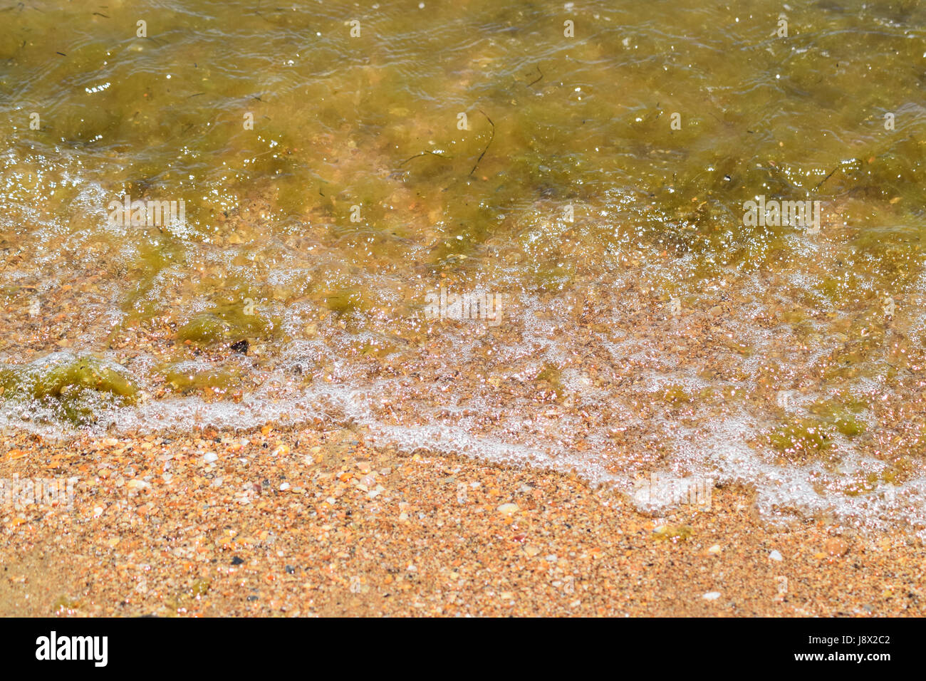 Coastal sea waves. Seawater with seaweed. Coastal algae. Sea beach Stock Photo