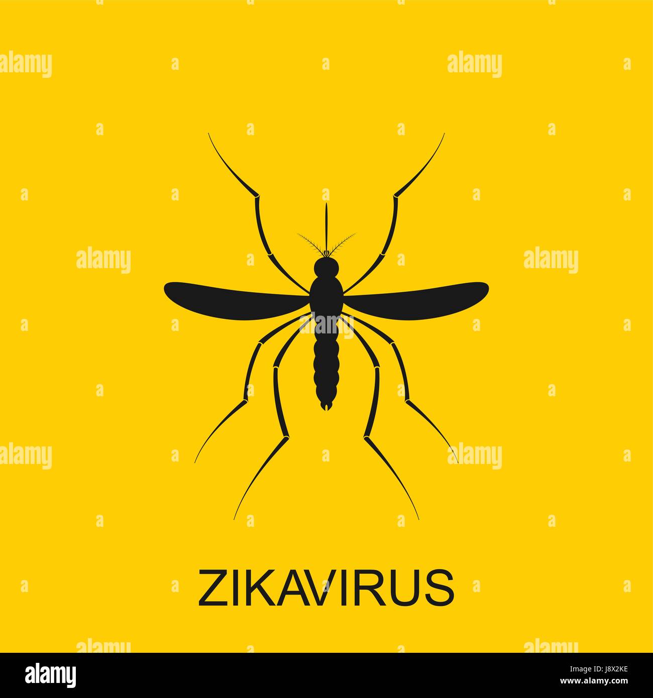 Zika mosquito vector. Virus alert. Aedes Aegypti isolated on white