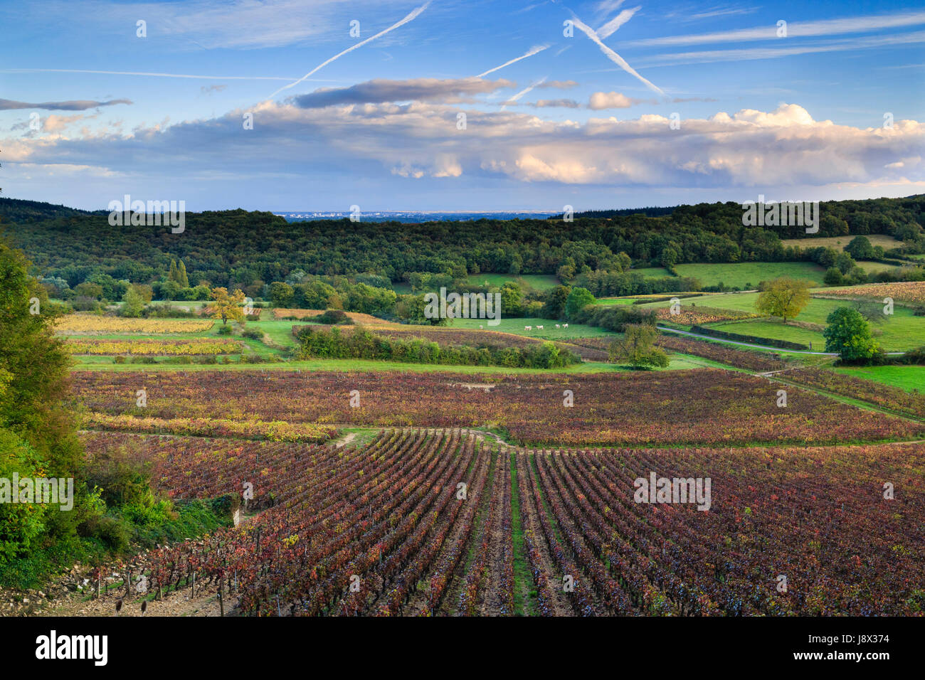 France, Saone et Loire, Aluze, vineyard fall Stock Photo