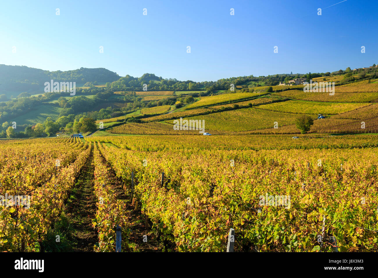 France, Saone et Loire, Solutre Pouilly, vineyard fall Stock Photo