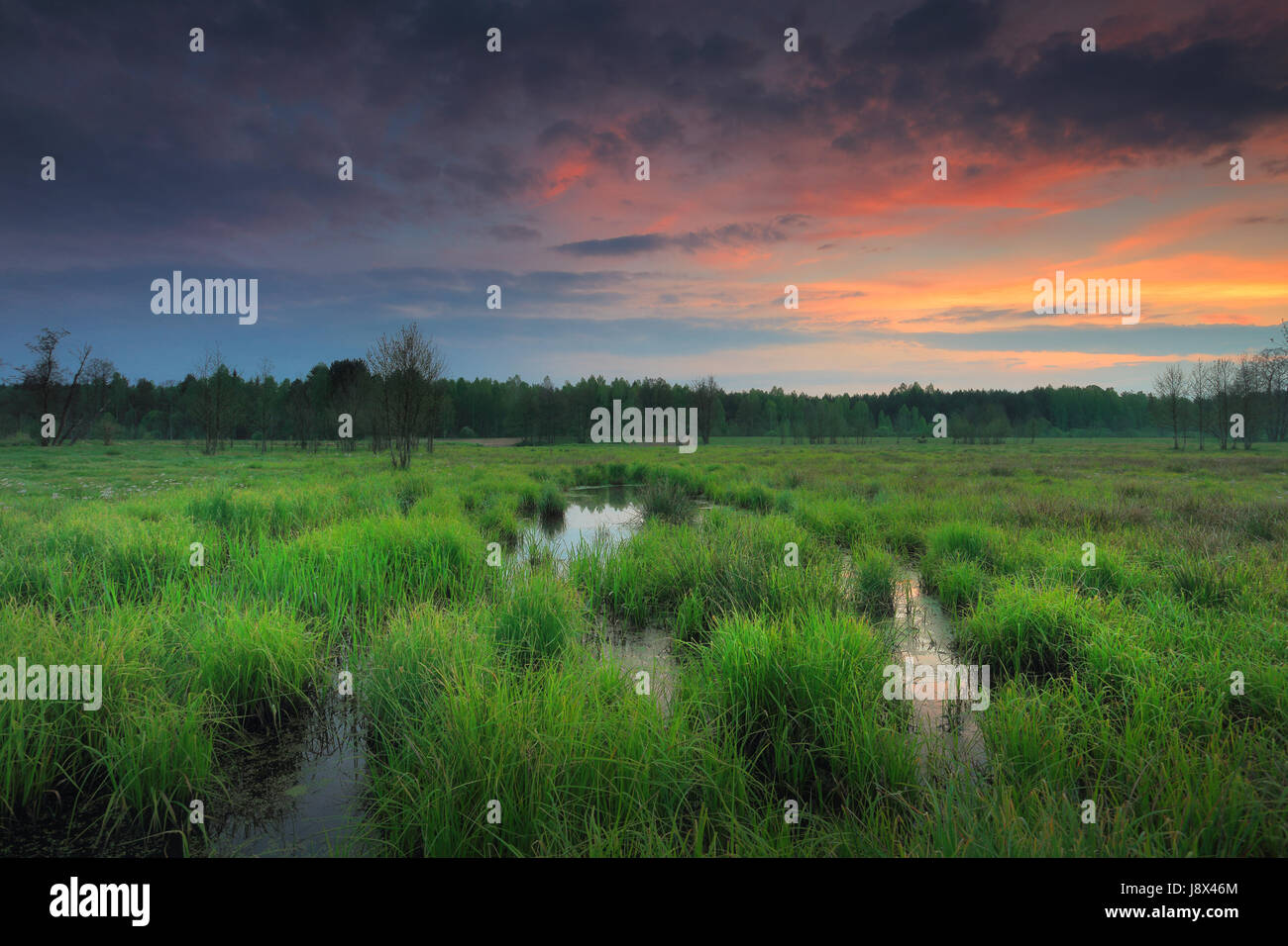 Green grass sunny sky hi-res stock photography and images - Alamy