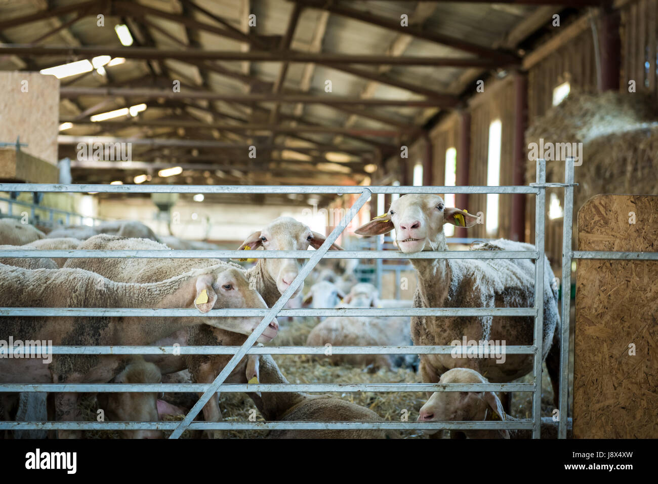 Flock of sheep feeding on hay, agriculture industry, farming and husbandry concept Stock Photo