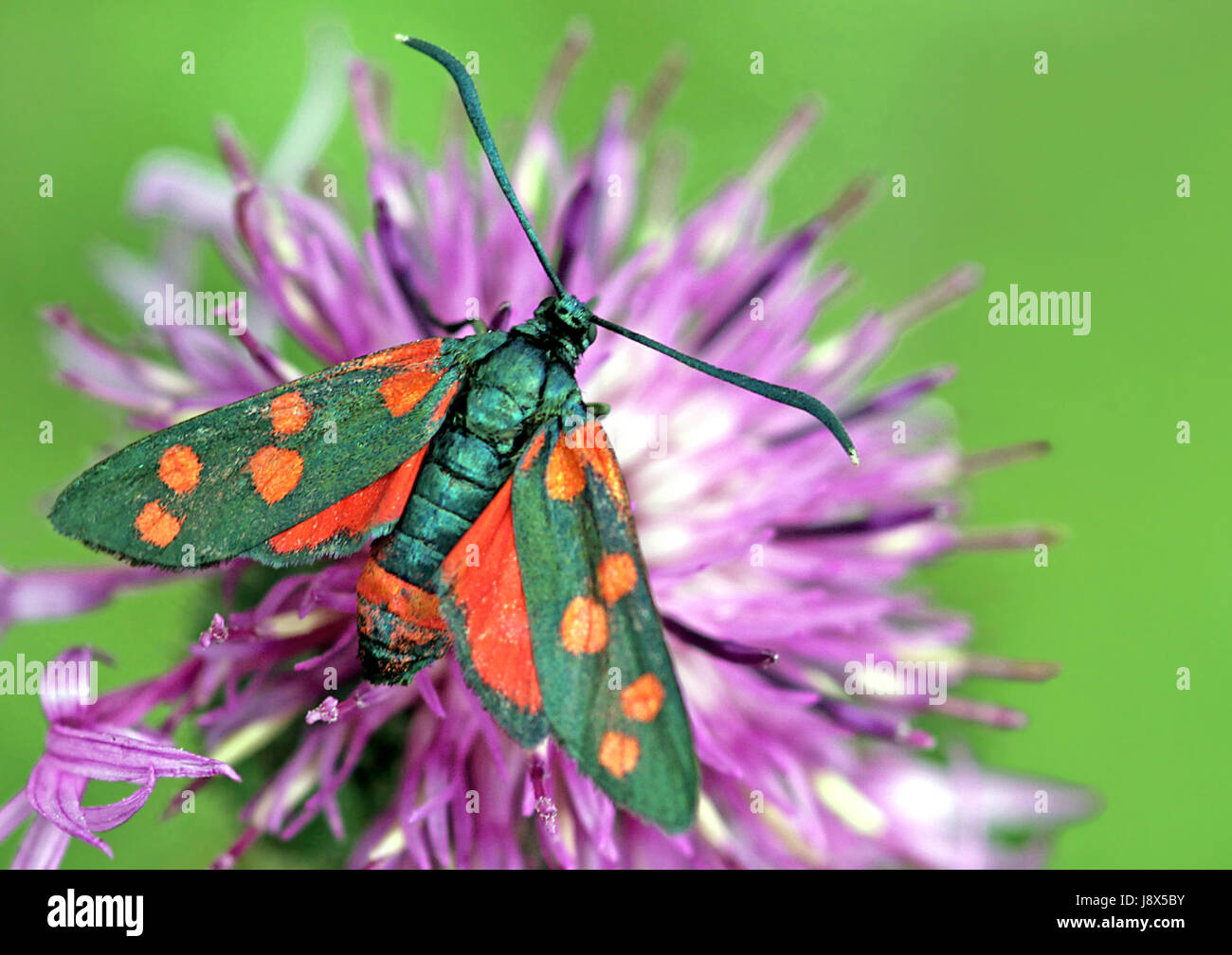 colour contrast, butterfly, black, swarthy, jetblack, deep black, moth, colour Stock Photo