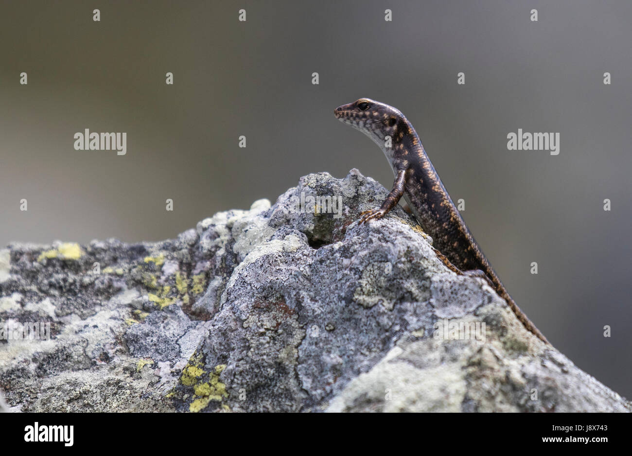 A Stout Bar-sided Skink gazing into the distance. Stock Photo