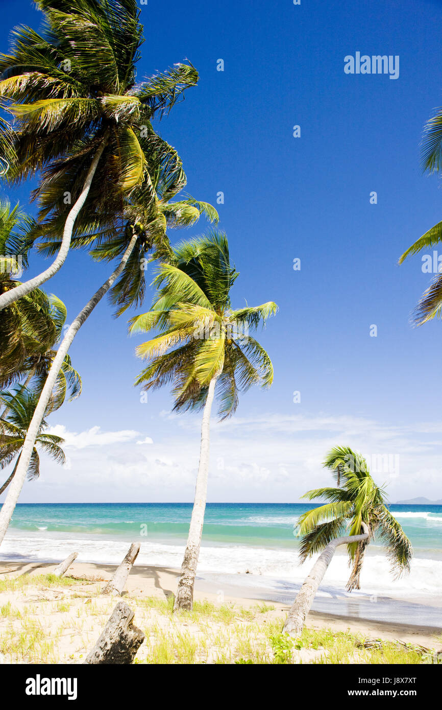 beach, seaside, the beach, seashore, travel, tree, trees, holiday ...