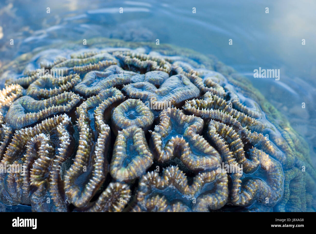 reef, navy, marine, coral, blue, animal, surface, details, reef, navy, marine, Stock Photo