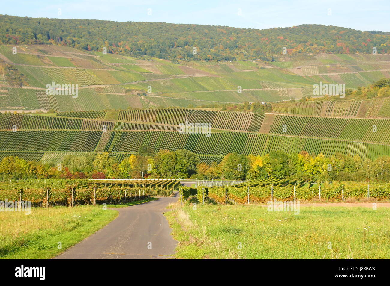 vineyard, mosel, viticulture, path, way, agriculture, farming, vineyards, Stock Photo