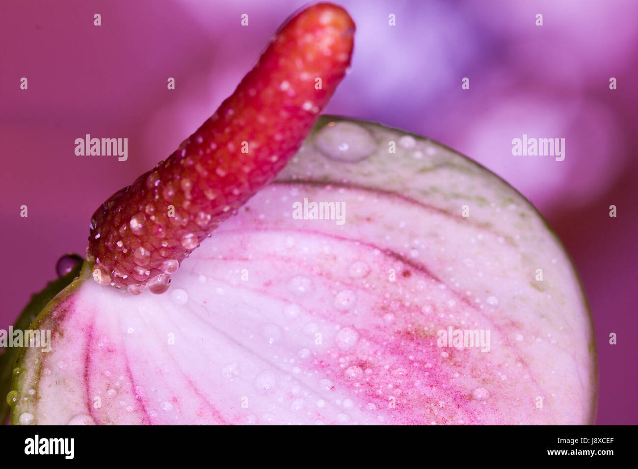 lily with water drops Stock Photo - Alamy