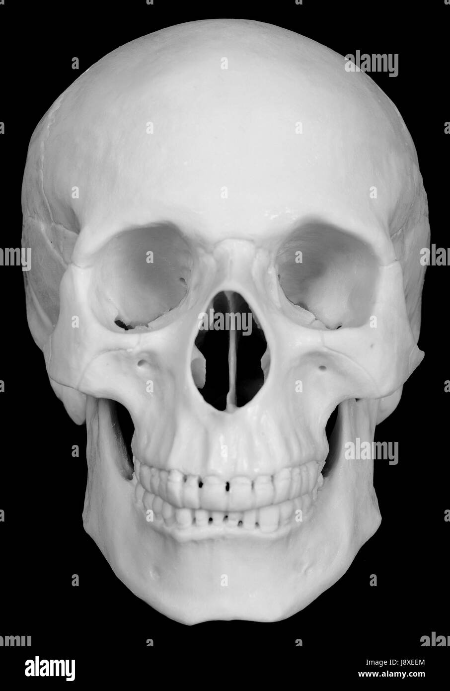 object, death, human, human being, skull, bone, one, white, laugh, laughs, Stock Photo