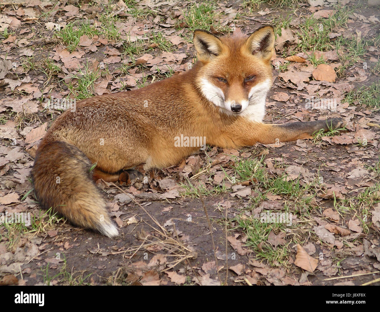 fox, fox, waldtiere, heimische waldtiere, reineke fuchs, schlafender fuchs, Stock Photo