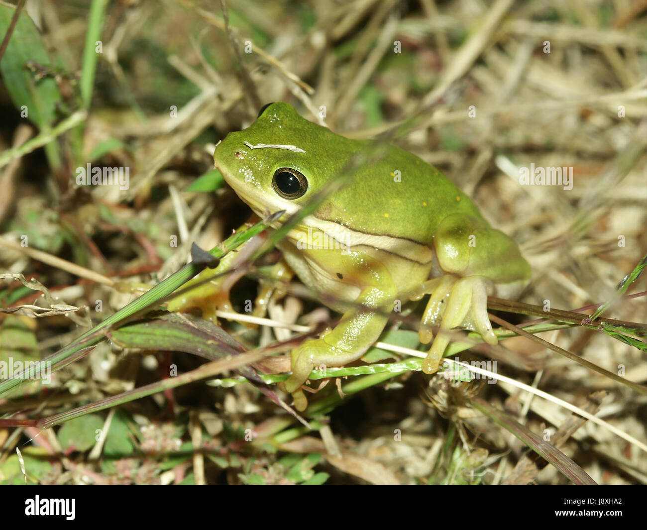 tree, frog, greenback, tree frog, lawn, green, environment, enviroment ...