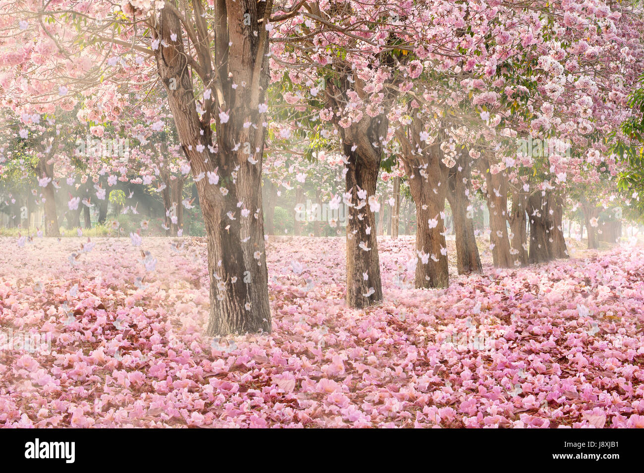 Falling petal over the romantic tunnel of pink flower trees / Romantic  Blossom tree over nature background in Spring season / flowers Background  Stock Photo - Alamy