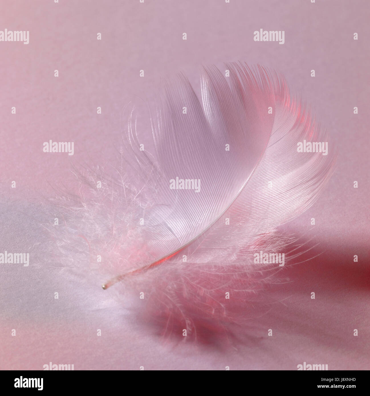 white down feather Stock Photo Alamy