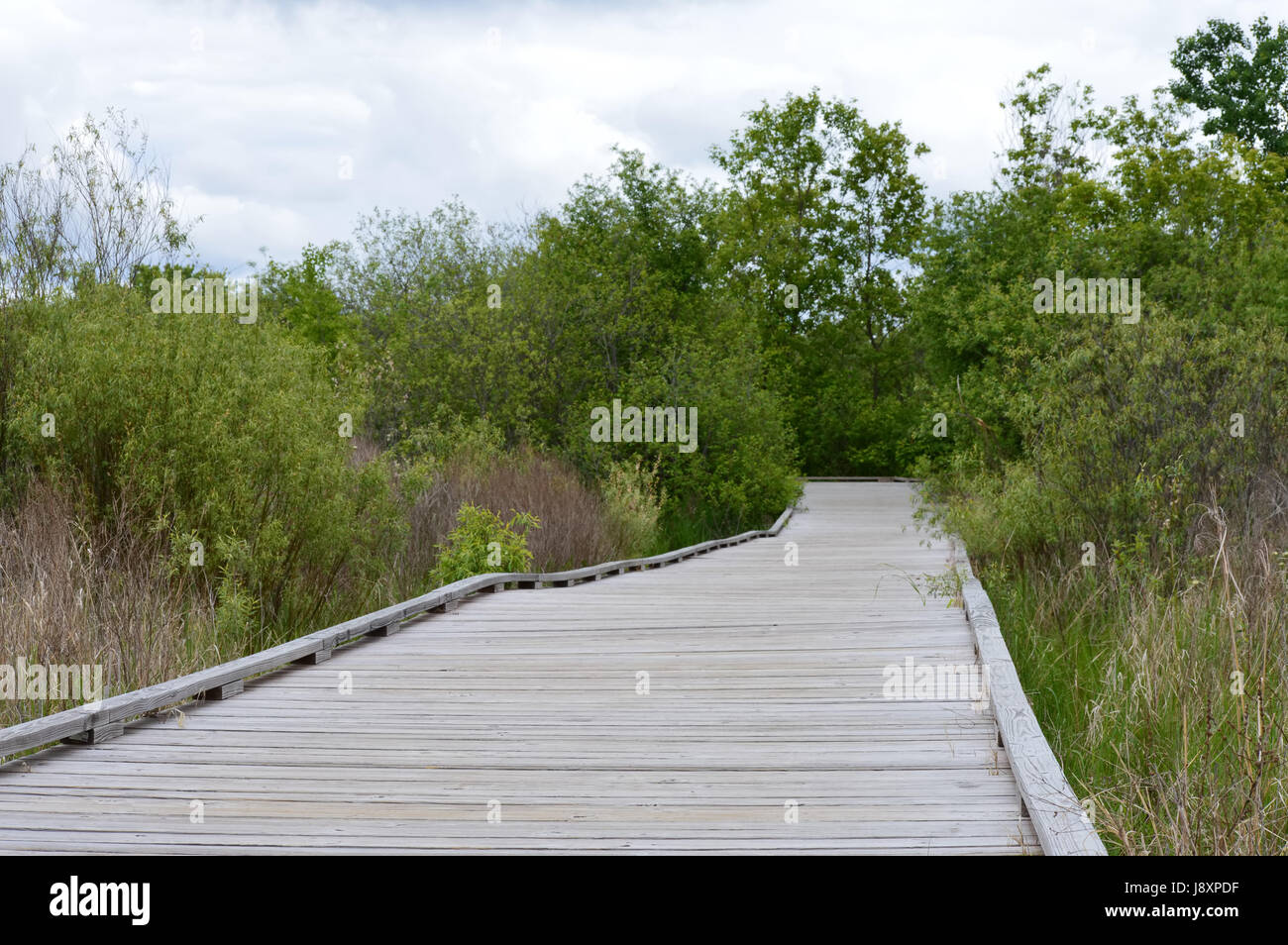 Boardwalk in the wetland Stock Photo