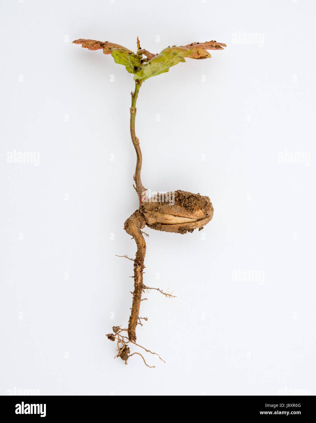 A sprouting Oak (Quercus) acorn on white background. Displayed are leafs, foliage, stem, splitting acorn nut and root system. Stock Photo